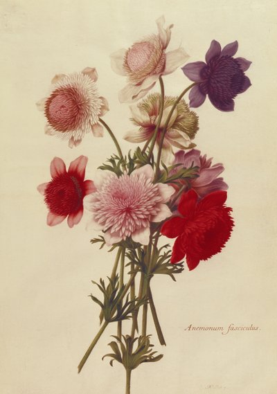 Unknown Image by Nicolas Robert